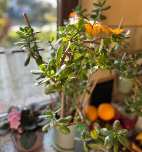 Osobiste drzewo szczęścia